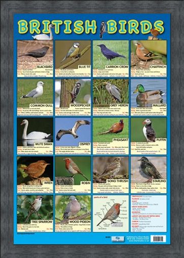 Framed Framed British Birds - Native British Birds